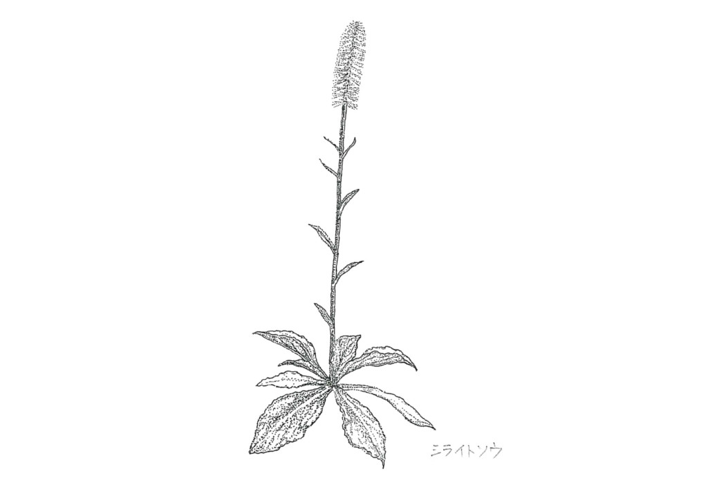 香りを楽しむ 今だから からだで感じたい森の植物 第1回 縁側 えんがわ Engawa